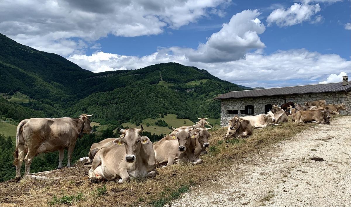mucche che pascolano in montagna
